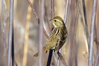 Masked Bunting 杭瀬川スポーツ公園 Tue, 1/25/2022