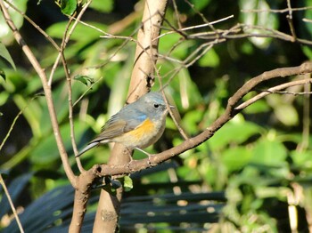 2022年2月17日(木) 座間谷戸山公園の野鳥観察記録