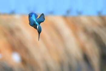 Common Kingfisher 近所の河川 Sun, 2/13/2022