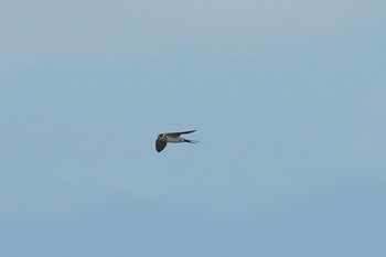 Red-rumped Swallow 神奈川県 Sun, 9/10/2017