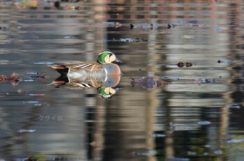 Baikal Teal 奈良県奈良市 Sat, 2/12/2022