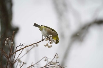 2022年2月17日(木) 松江城の野鳥観察記録