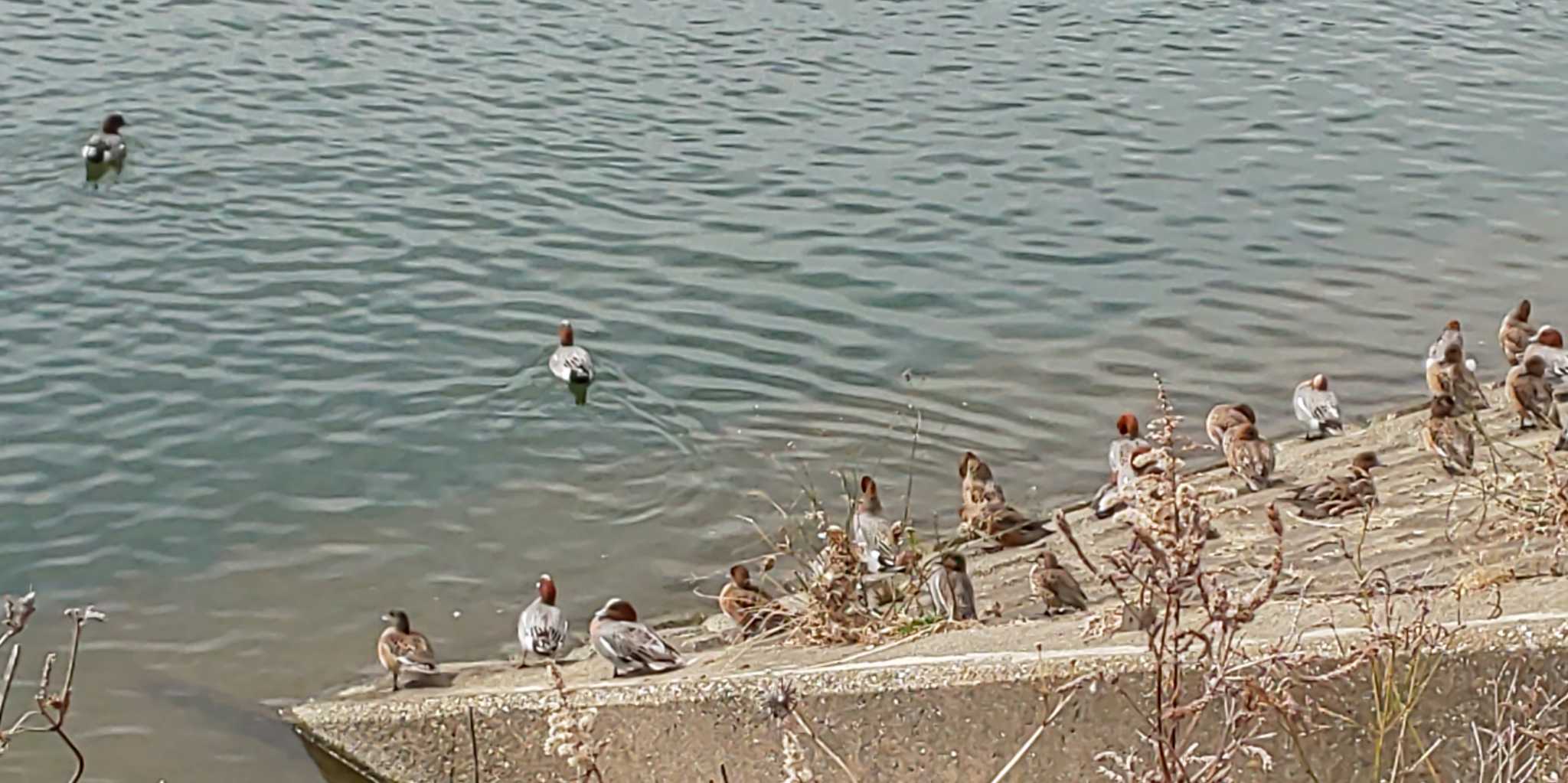 Photo of Eurasian Wigeon at 多摩川(丸子橋付近) by Gagasaki