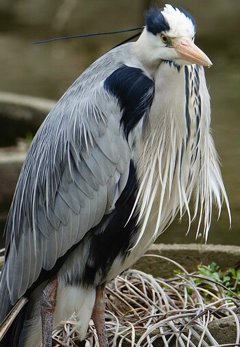 Grey Heron 香椎宮 Wed, 2/16/2022