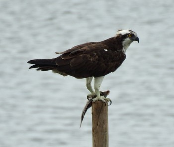 Osprey 大阪府大阪市 Sun, 9/10/2017