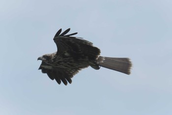 トビ 湖北野鳥センター 2017年9月9日(土)