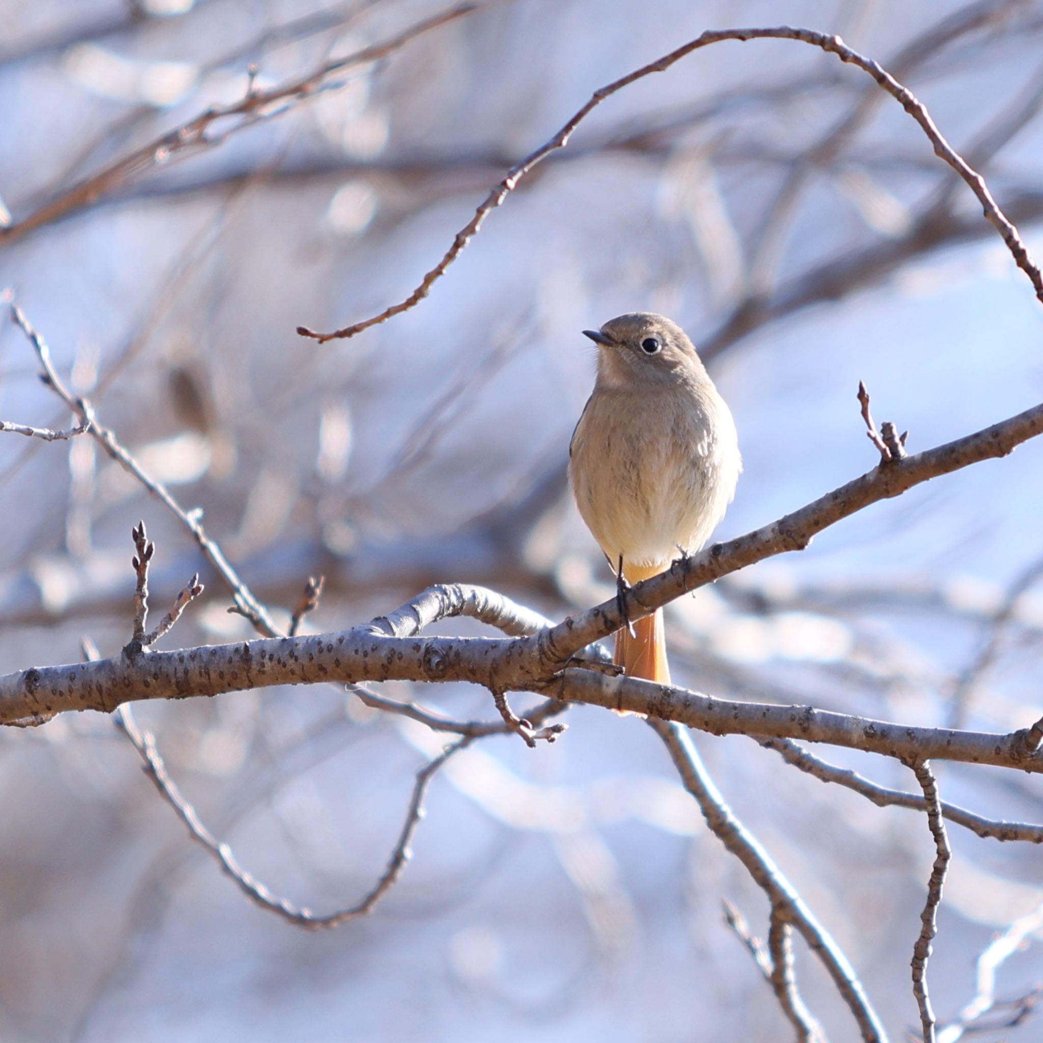 Photo of Daurian Redstart at 古代蓮の里 by k Yoji