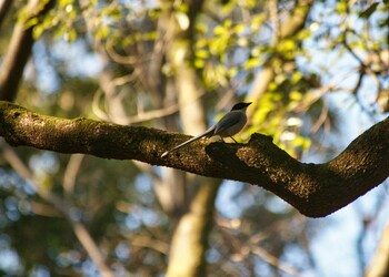 Azure-winged Magpie Hikarigaoka Park Sat, 2/12/2022