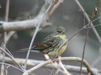 2022年2月17日(木) 鎌倉中央公園の野鳥観察記録