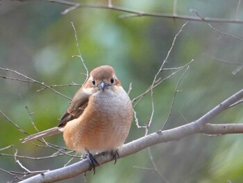 モズ 小宮公園(八王子) 2022年2月17日(木)