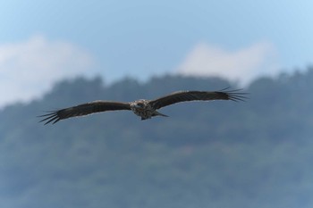 トビ 湖北野鳥センター 2017年9月9日(土)