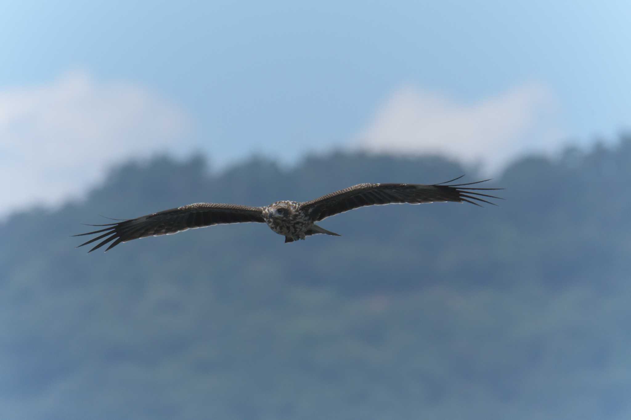 湖北野鳥センター トビの写真 by masatsubo