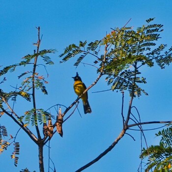 Black-crested Bulbul Phu Chong Na Yoi National Park Sun, 2/6/2022