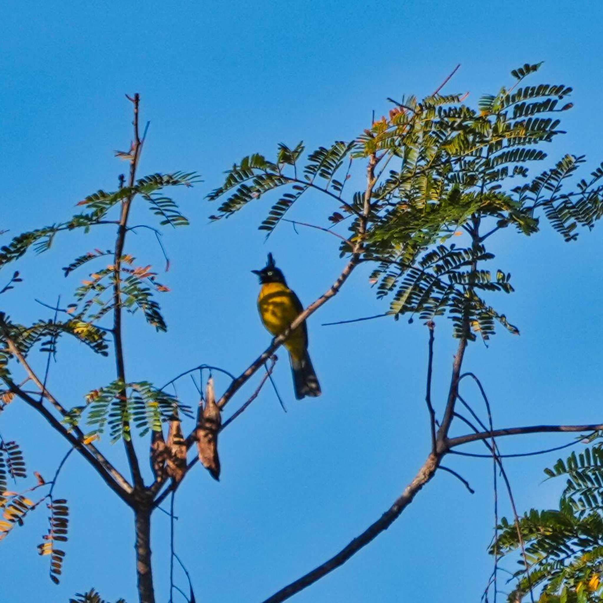 Photo of Black-crested Bulbul at Phu Chong Na Yoi National Park by span265