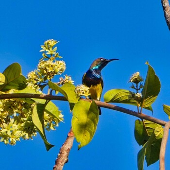 2022年2月6日(日) Phu Chong Na Yoi National Parkの野鳥観察記録