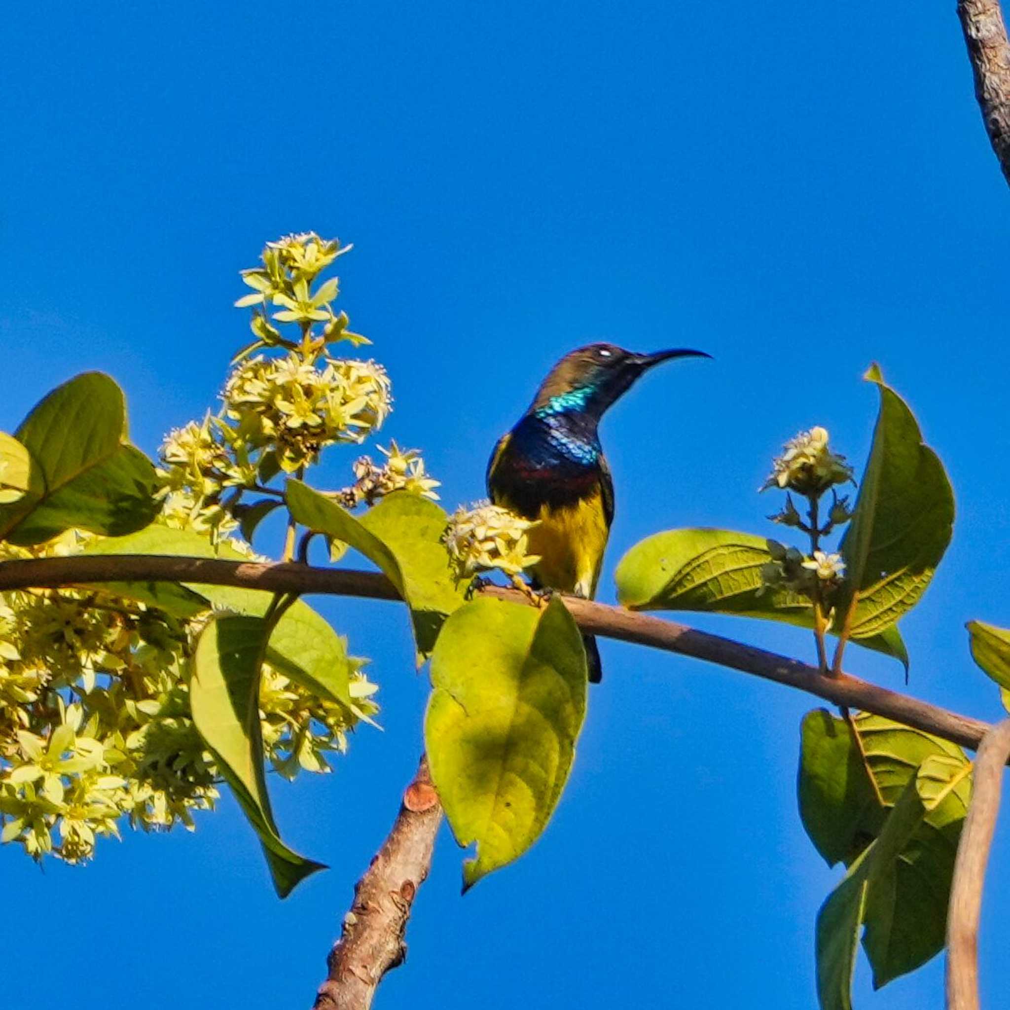 Phu Chong Na Yoi National Park キバラタイヨウチョウの写真 by span265