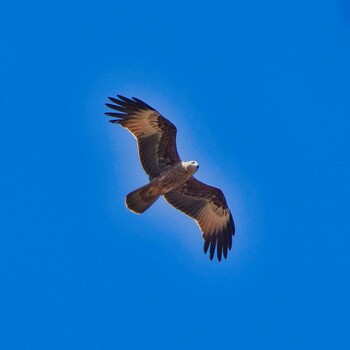 Brahminy Kite Phu Chong Na Yoi National Park Sun, 2/6/2022