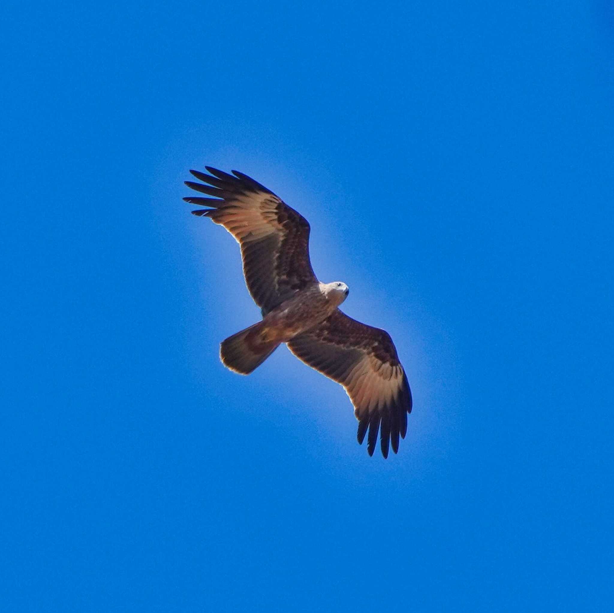 Photo of Brahminy Kite at Phu Chong Na Yoi National Park by span265