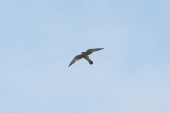 チョウゲンボウ 神奈川県 2017年9月10日(日)