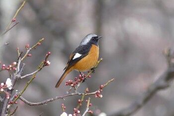 ジョウビタキ 南千里公園 2022年2月11日(金)