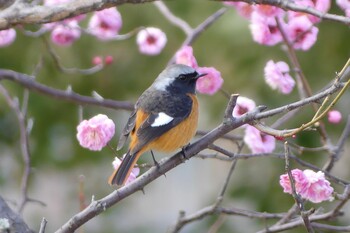 ジョウビタキ 南千里公園 2022年2月11日(金)