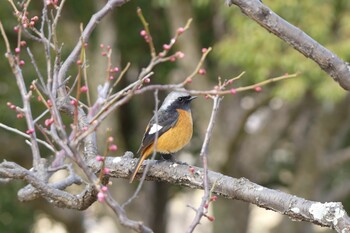 ジョウビタキ 南千里公園 2022年2月11日(金)