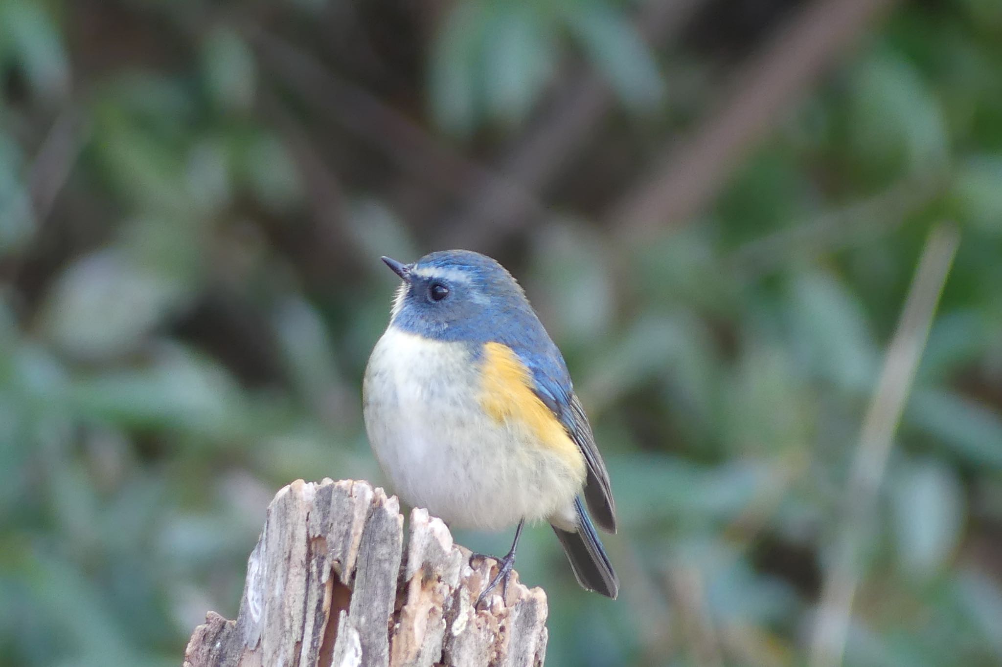 Photo of Red-flanked Bluetail at 南千里公園 by ちゃうちゃう