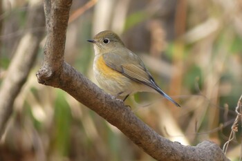 Red-flanked Bluetail Unknown Spots Wed, 2/9/2022