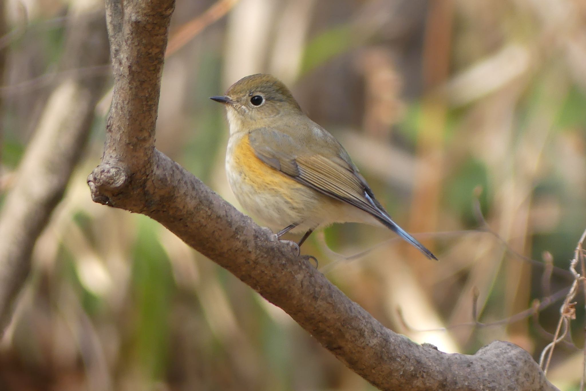 Photo of Red-flanked Bluetail at  by ちゃうちゃう