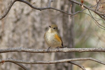 Red-flanked Bluetail Unknown Spots Wed, 2/9/2022