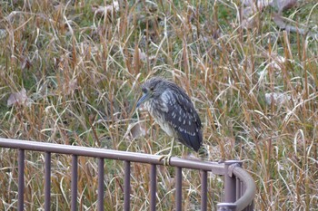 Black-crowned Night Heron Unknown Spots Fri, 2/11/2022