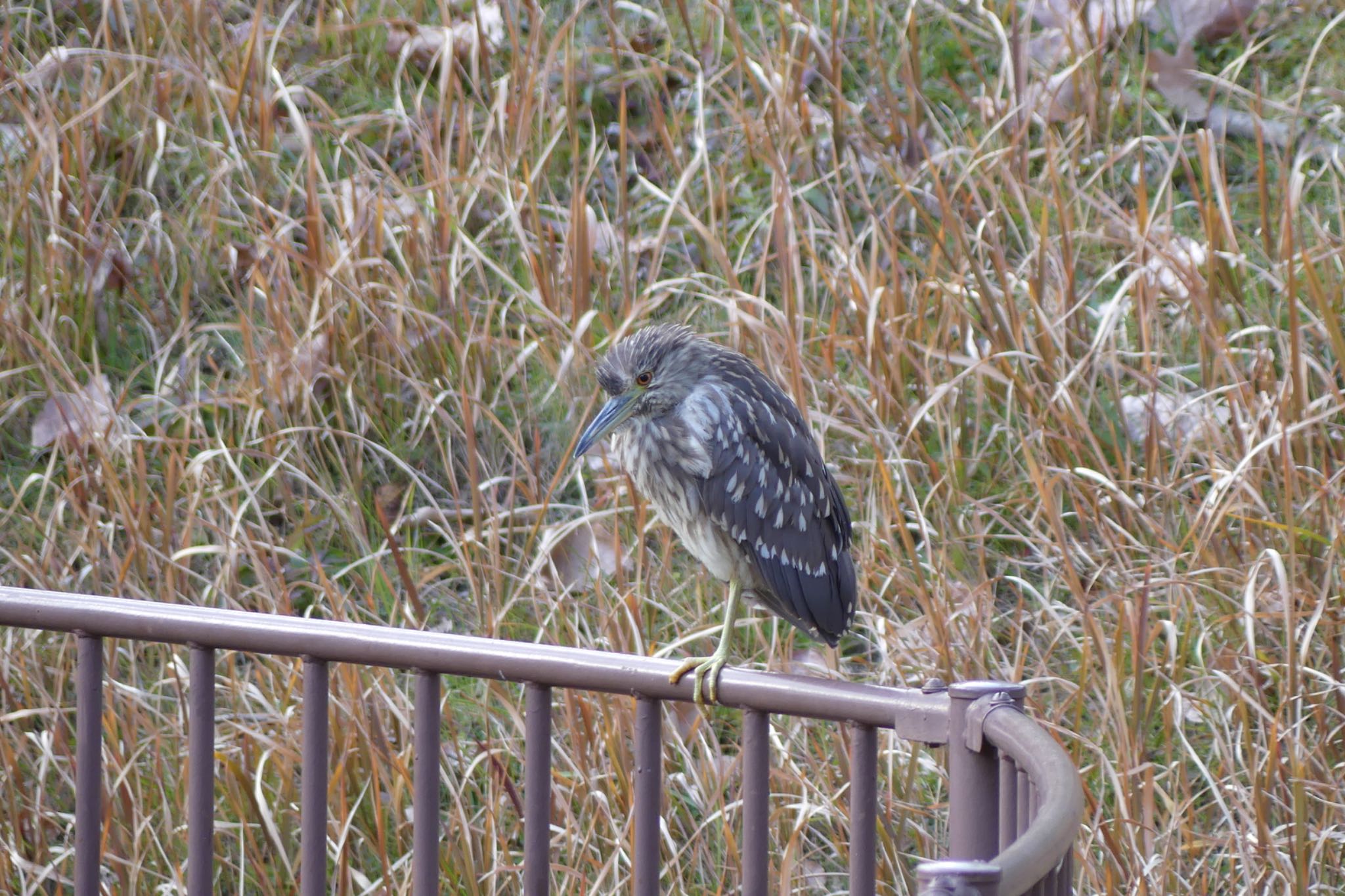 Photo of Black-crowned Night Heron at  by ちゃうちゃう