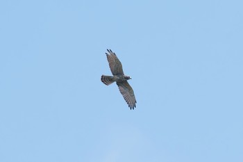 サシバ 神奈川県 2017年9月10日(日)