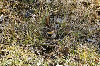 2022年2月16日(水) 北本自然観察公園の野鳥観察記録