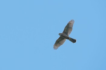 オオタカ 神奈川県 2017年9月10日(日)