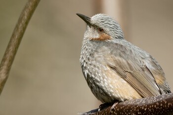 ヒヨドリ 薬師池公園 2022年2月12日(土)