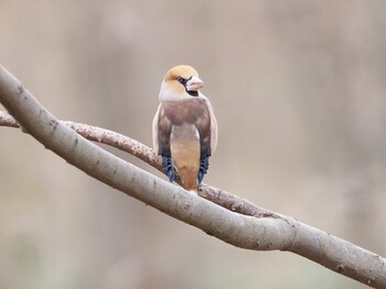 Hawfinch Asaba Biotope Wed, 2/16/2022