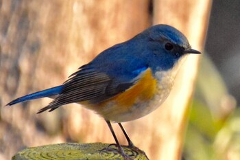 2022年2月17日(木) 座間谷戸山公園の野鳥観察記録