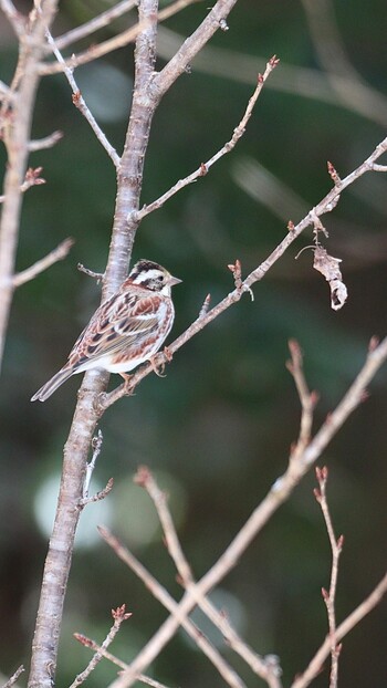 2022年2月17日(木) 多摩森林科学園の野鳥観察記録