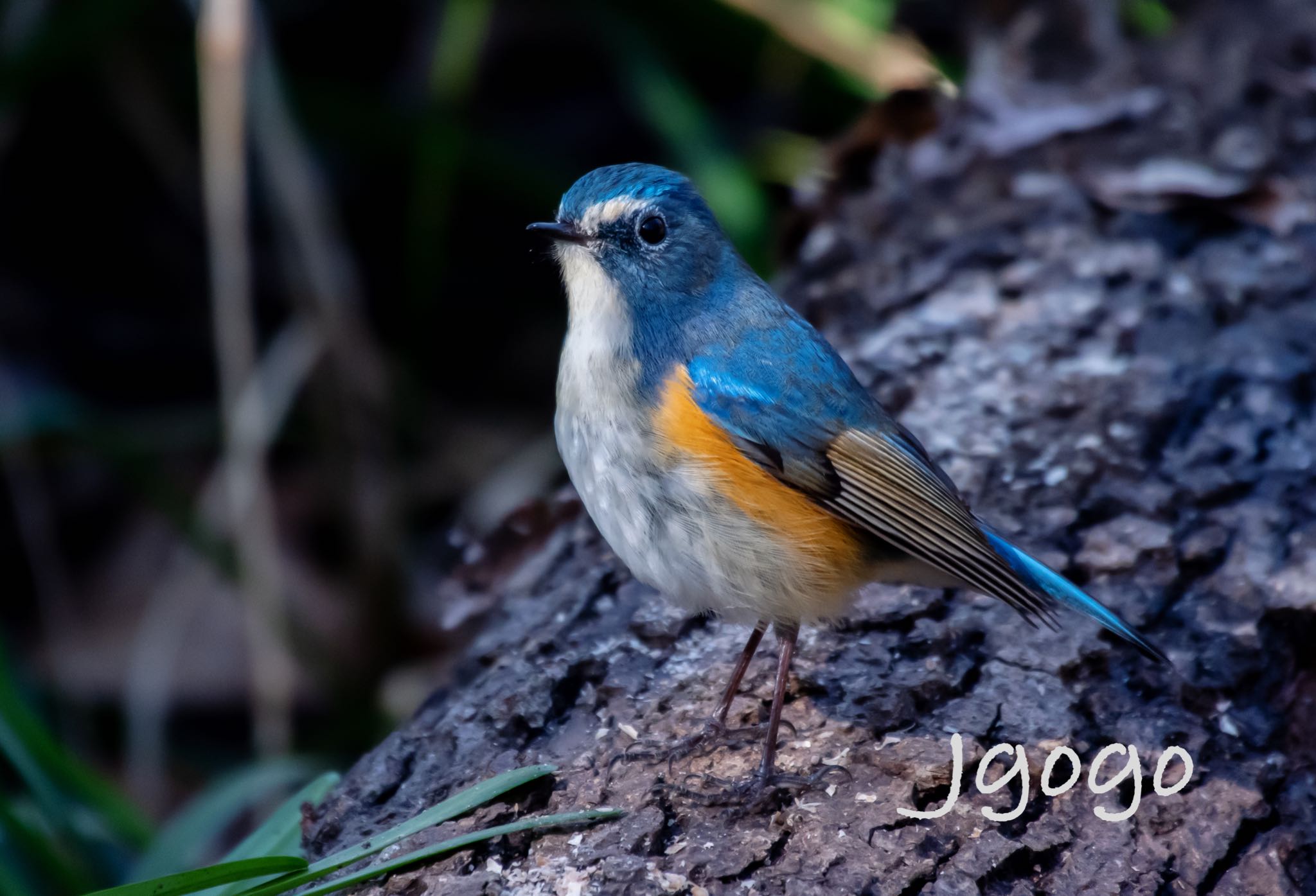 秋ヶ瀬公園 ルリビタキの写真 by Jgogo