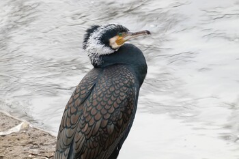 2022年2月17日(木) 境川(境橋付近)の野鳥観察記録