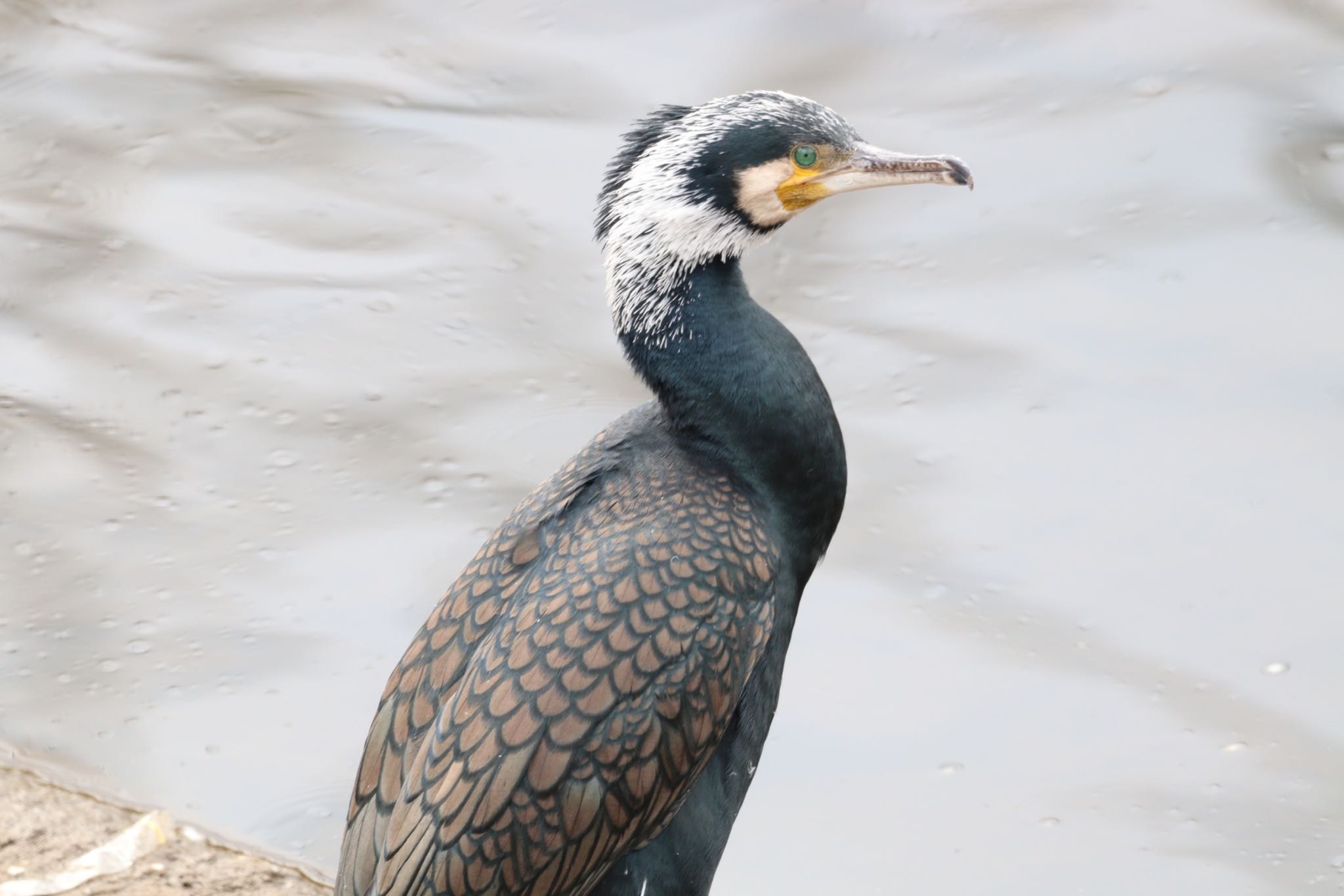 境川(境橋付近) カワウの写真 by ヒロ