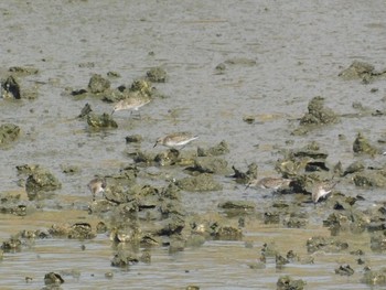 Red-necked Stint Unknown Spots Sun, 9/10/2017