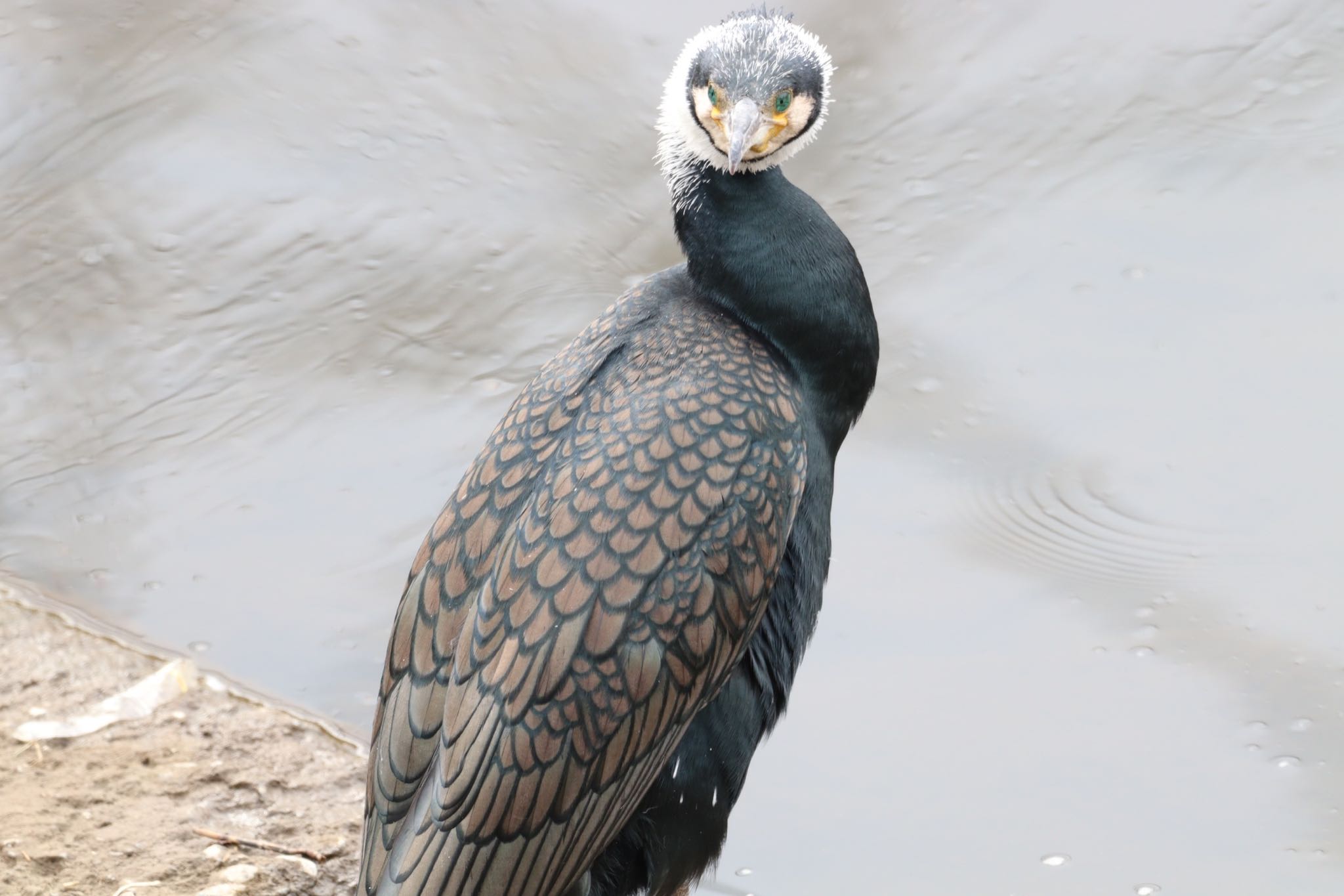 境川(境橋付近) カワウの写真 by ヒロ