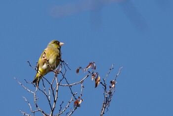 Grey-capped Greenfinch 都内市街地 Thu, 2/17/2022