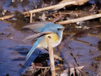 Red-flanked Bluetail Kitamoto Nature Observation Park Unknown Date