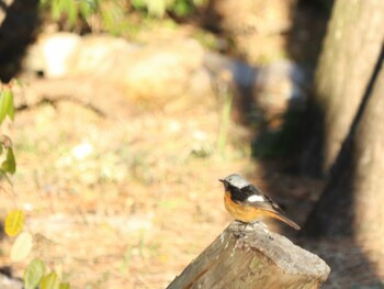 Daurian Redstart Osaka Nanko Bird Sanctuary Thu, 2/17/2022