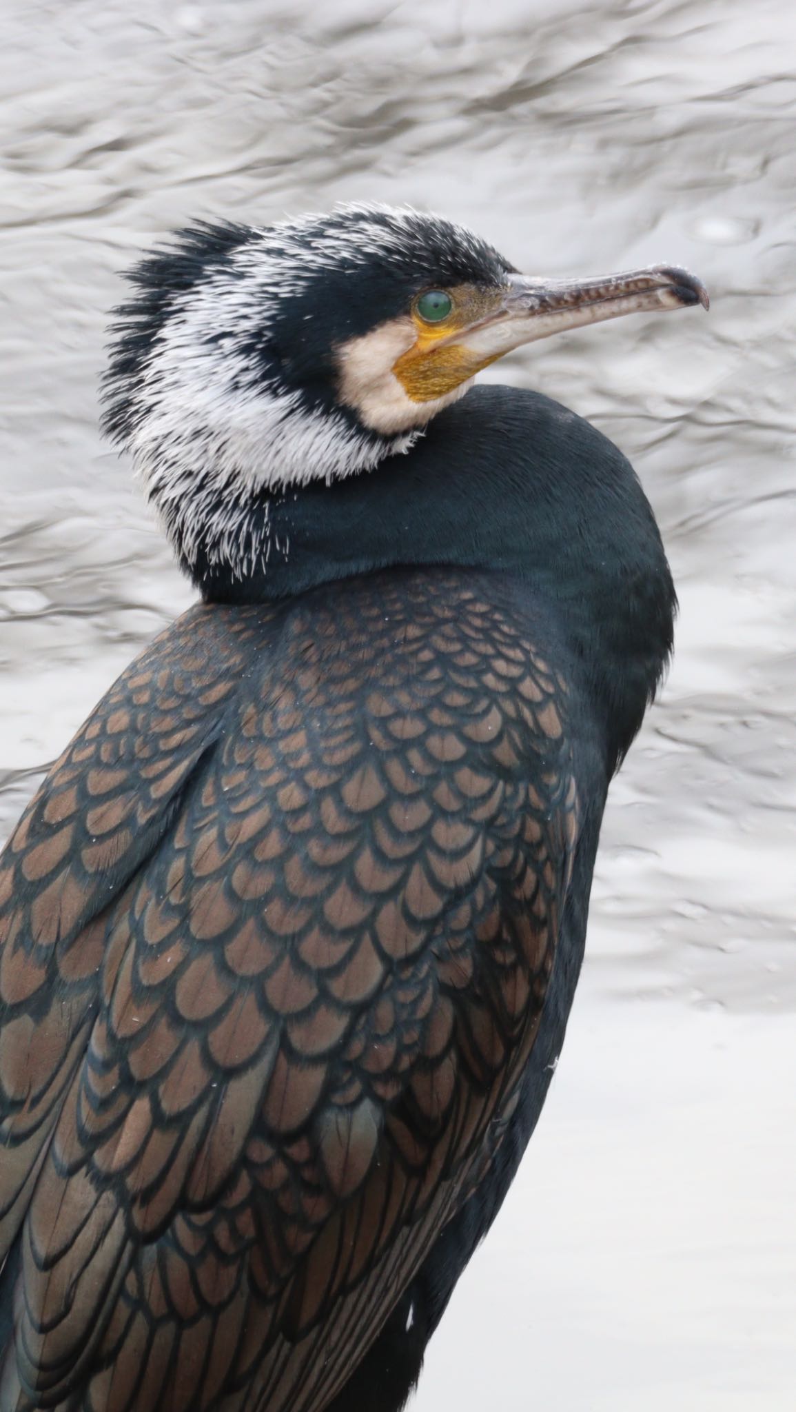 境川(境橋付近) カワウの写真 by ヒロ