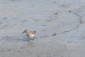 Long-toed Stint 愛知県 Sat, 9/9/2017