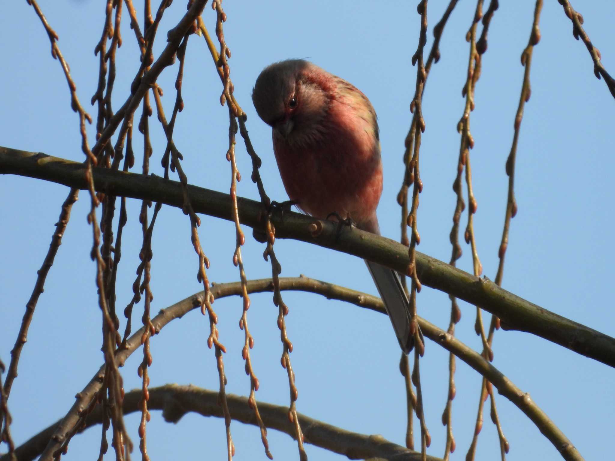 Siberian Long-tailed Rosefinch